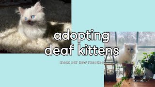 Adopting Deaf Cats  The Problems With White Cats [upl. by Ahsilahk]