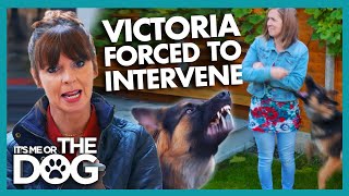 Victoria forced to intevene when German Shepherd Mouths MidTraining  Its Me or The Dog [upl. by Brittne164]