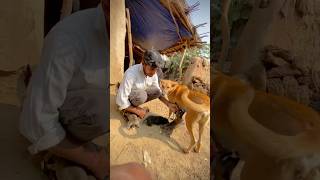 MAA to ma hoti hai 🐶❤️  234 minivlog dailyvlog vlog maa doglover dogshorts shortsfeed [upl. by Jacobine]