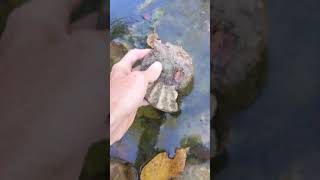 Ammonite Fossil found in North Texas this morning [upl. by Christian781]