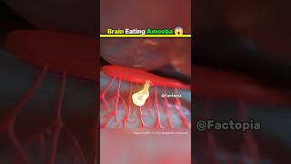 What Is Brain Eating Amoeba 😱 shorts facts brain amazingfacts [upl. by Getter296]