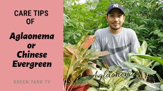 AGLAONEMA CARE TIPS  GREEN YARD TV [upl. by Atnuahs]