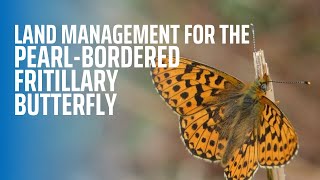 Land Management for PearlBordered Fritillary Butterfly [upl. by Alyled]