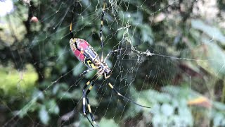 Japanese Joro Spider [upl. by Altheta]