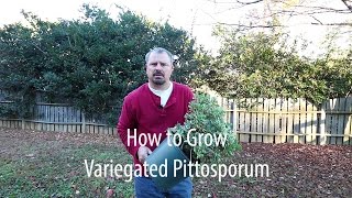 How to grow Variegated Pittosporum Japanese Mock Orange with a detailed description [upl. by Yrffoeg]