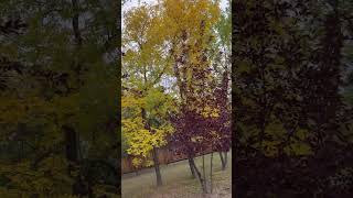 treethe leaves turning yellowalmost winter [upl. by Florio983]