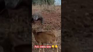 Komodo Dragon Attack a Goad wildlife shorts [upl. by Campball]