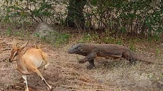 Komodo dragon hunting strategy [upl. by Yesnnyl118]