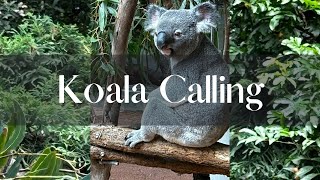 Koala Sounds 🐨 The Captivating Calls Of Australias Cutest Marsupial koala australiananimals [upl. by Stillman]