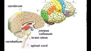 Brain Anatomy and Functions Animation [upl. by Sirromed]