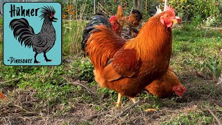 ðŸ“ ZwergNew Hampshire HÃ¼hner bei Edu amp trefft seine Frau Lonie [upl. by Paco]