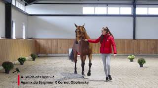 A Touch of Class S Z Aganix du Seigneur Z x Cornet Obolensky [upl. by Iney]