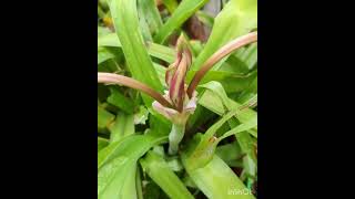 Crinum lilly 🌷 [upl. by Nalad]