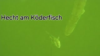 Hecht in Lauerstellung👀 Köderfisch in Gefahr❗️🤣 [upl. by Harelda]