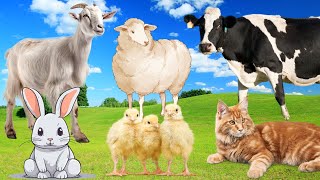 Farm animal sounds Cow goat sheep cat chicken [upl. by Witty]