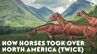 How Horses Took Over North America Twice [upl. by Hawkie]