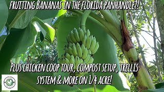 Fruiting Bananas in FL Panhandle  chicken coop tour compost setup trellis system on 14 acre [upl. by Parthena745]