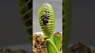 HUGE spider smashed by Venus fly trap shorts [upl. by Annelise]