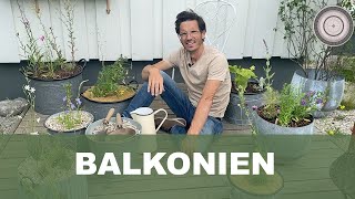 Bepflanzung einer Terrasse Bienenpflanzen für den Balkon  worauf ich achten mussTeil 1 [upl. by Jeremias]