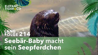 SeebärBaby lernt Schwimmen Langfolge 214  Elefant Tiger amp Co  ARD [upl. by Nanci]