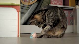 Petlinks® Blinking Bugs™ electronic cat toy [upl. by Yoral810]