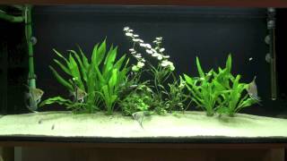 Aquarium Skalare 240l [upl. by Nace605]