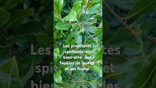 Les proprietes spirituels et bienetre des feuilles de laurier et ses fruitsshortsnaturesante [upl. by Lhok]