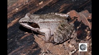 Wood Frog [upl. by Wolford]