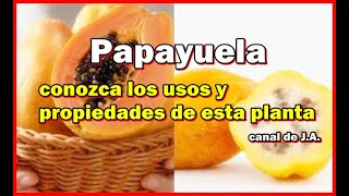 Papayuela conozca los usos y propiedades de esta planta [upl. by Briscoe]