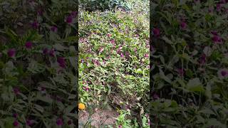 gomphrena flower plant tips youtubeshorts gardening shorts shubhpaudhe [upl. by Yleik405]