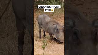 Warthog Turbo V16 engine 🙏SUBSCRIBE🙏 video warthog turbo v16engine kingofjungle funny [upl. by Nomled]