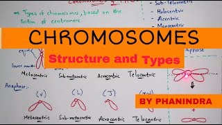 Chromosome structure and its types  By Phanindra guptha [upl. by Haimes]