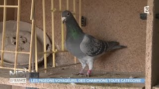 ANIMAUX amp NATURE  Les pigeons voyageurs des champions toute catégorie [upl. by Phina183]