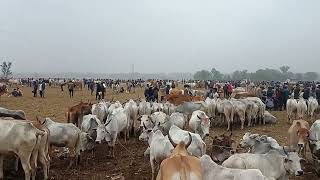 Cattle on Sale Open Cattle Market Mayurbhanj [upl. by Nedyah422]