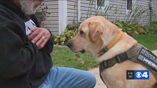 Service dog giving veterans hope when struggling with PTSD [upl. by Michaele905]