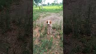 Pointer dogs amp Teeter animals teetee partridgevoice teeteepointer pointerpointer [upl. by Reizarf]