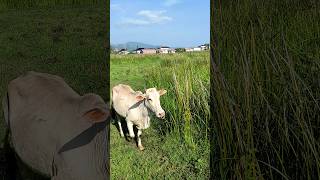 sapi lucu joget sapi cow shorts farm village [upl. by Elaval]