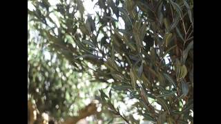 Olive tree animation test [upl. by Pebrook]