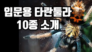 애완거미 타란툴라 입문종 추천 10종  2편 입니다 22 [upl. by Renick]