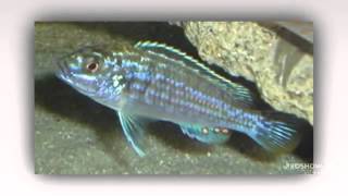 Melanochromis joanjohnsonae aquarium fish [upl. by Anital]