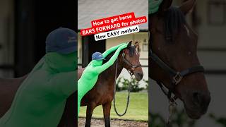 How to get EARS FORWARD for horse photos 🐴📸 New easy method 100 success rate [upl. by Mikihisa]