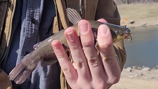 1st Bullheads of the Year  Faribault Minnesota [upl. by Erasme84]