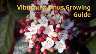 Viburnum tinus Growing Guide [upl. by Mohr]