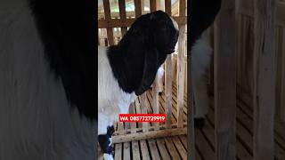 SPEK 25 JT BLUWER kandangbakoh shots share sheep shorts shortvideo short shortsfeed [upl. by Ablasor76]