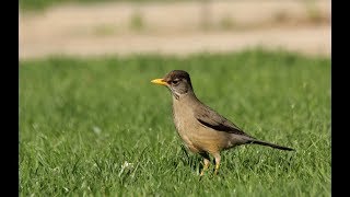 TerceraDimensión  Las desconocidas aves que sobrevuelan Santiago [upl. by Kciv292]