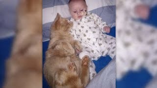 Das Baby ist todkrank  doch die Katze tut das Unglaubliche [upl. by Rabkin]