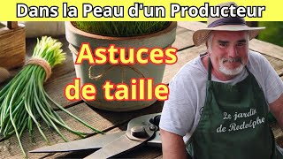 Comment tailler et entretenir la ciboulette en pot et en pleine terre [upl. by Andeee716]