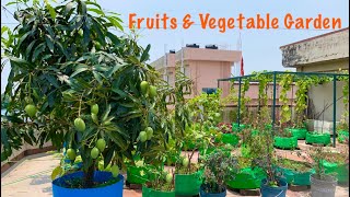 Overview Video Of My Fruits And Vegetable Garden In The Month Of May  Terrace Garden Tour [upl. by Aicatsal869]