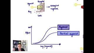 Brandls Basics Agonists and antagonists and their dose response curves [upl. by Adnohr]