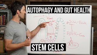 Fasting Autophagy amp Gut Health stem cells supported by autophagy [upl. by Betty608]